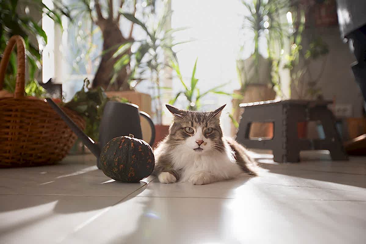 Kedi Oteli