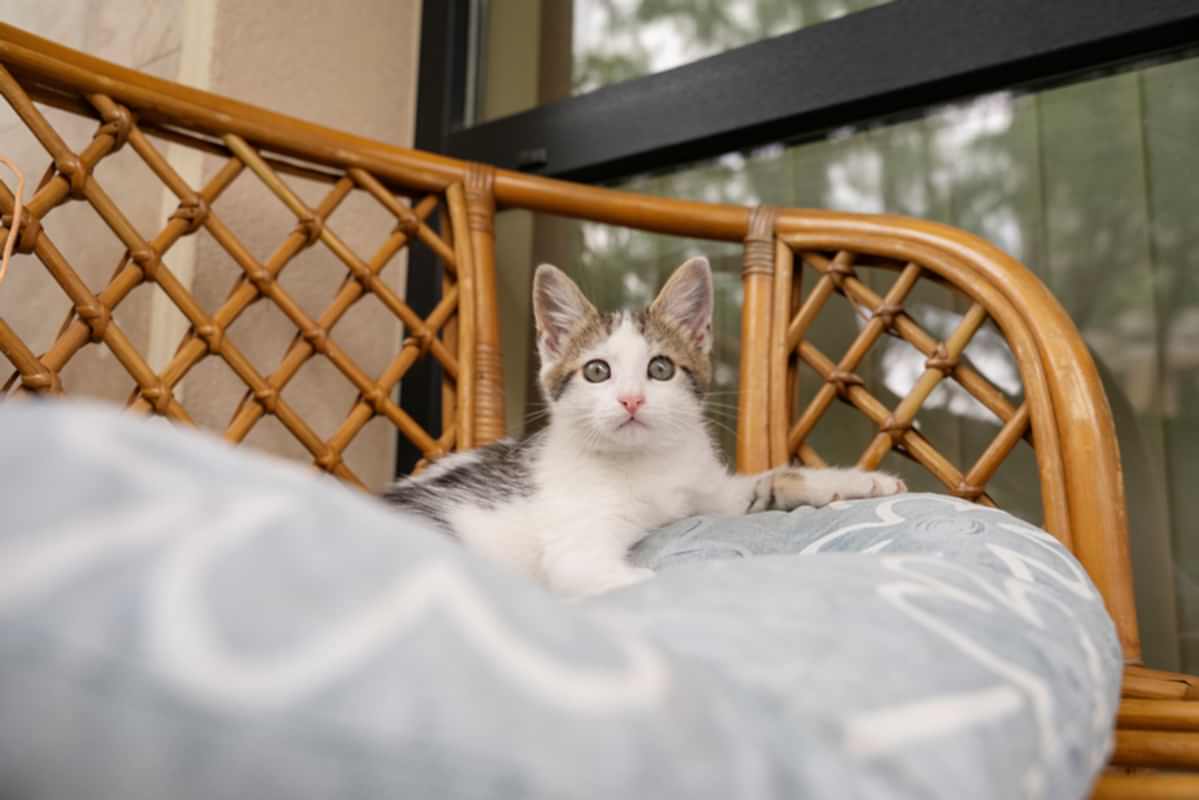 Kedi Pansiyonu