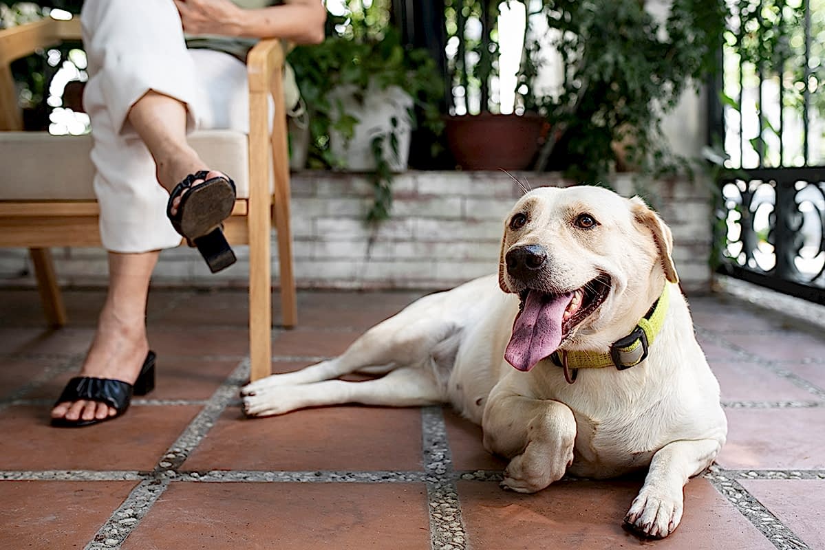 Köpek Pansiyonu