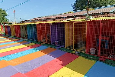 Kedi & Köpek Oteli