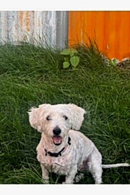 Kedi & Köpek Oteli