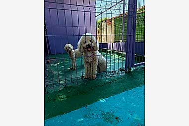 Kedi & Köpek Oteli