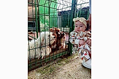 Kedi & Köpek Oteli