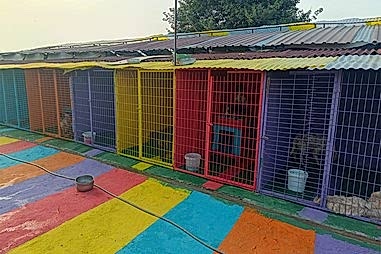 Kedi & Köpek Oteli