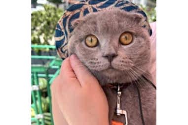 Kedi & Köpek Oteli