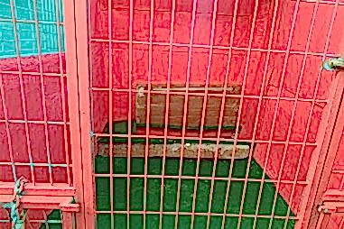 Kedi & Köpek Oteli