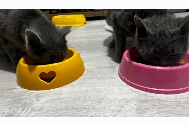 Kedi & Köpek Oteli