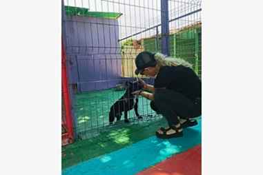 Kedi & Köpek Oteli