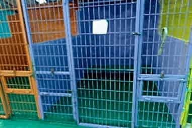 Kedi & Köpek Oteli