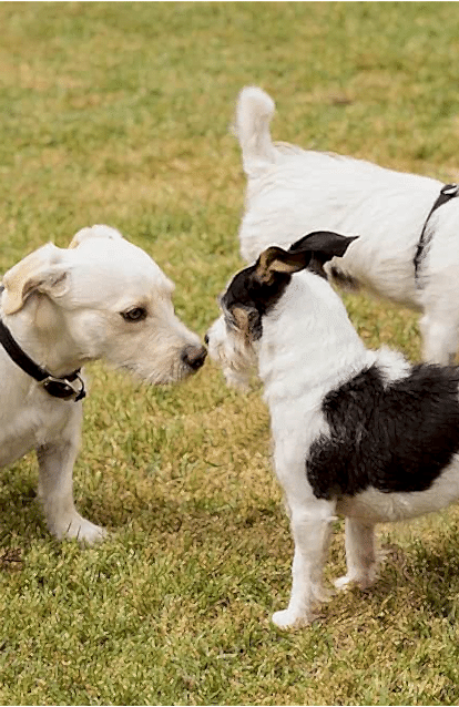 Köpek Oteli