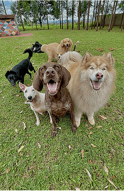 Köpek Oteli