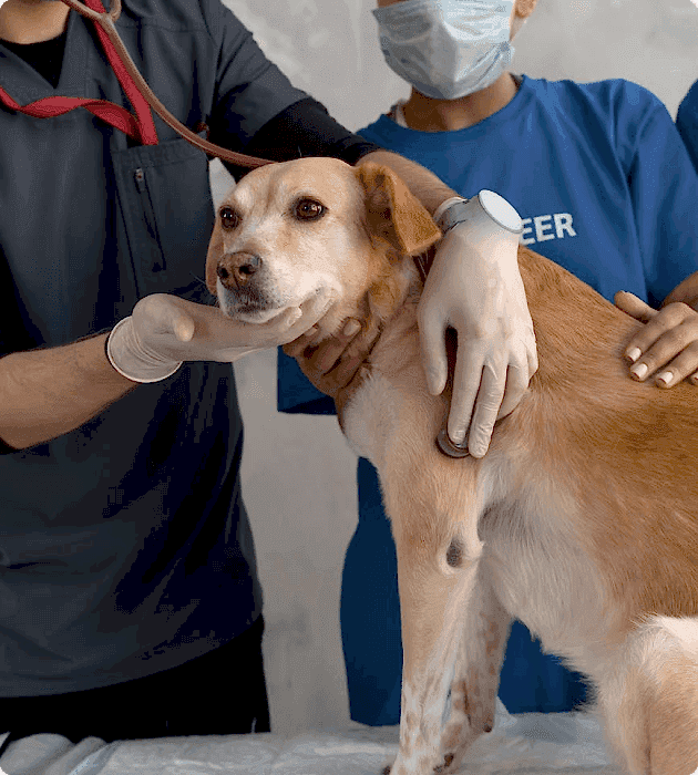 Kedi & Köpek Oteli